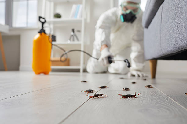 Post-Treatment Bed Bug Interceptor Monitoring in Willis
